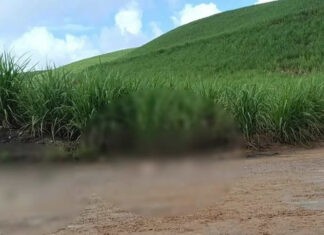 ESQUARTEJADO||| Dois corpos são encontrados em cidades do Litoral Norte de Alagoas e PC investiga