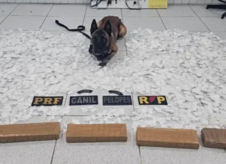 MEIO MILHÃO||| Operação apreende drogas avaliadas em R$ 500 mil e prende suspeito em Canapi