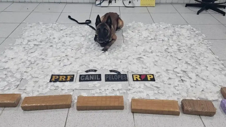 Operação apreende drogas avaliadas em R$ 500 mil e prende suspeito em Canapi