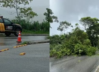 TRÂNSITO LIBERADO||| Queda de árvore interdita ladeira da Rua da Bica em São Miguel dos Campos