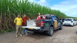 Fiação supostamente furtada da Praça de Eventos é encontrada queimada em São Miguel dos Campos